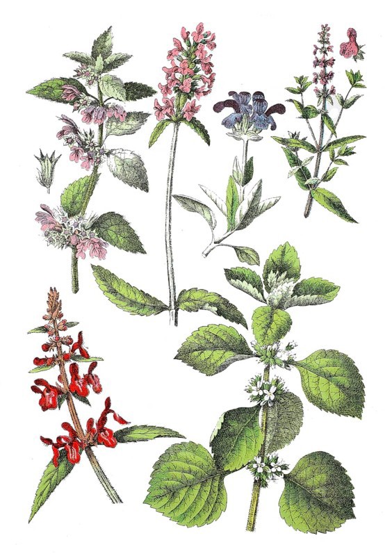 Black nettle