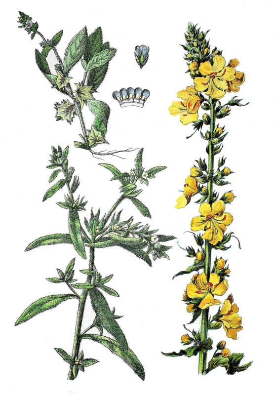 Lithospermum arvense