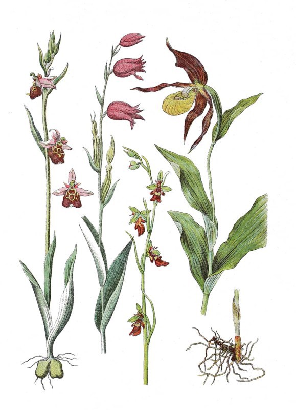 Late spider-orchid