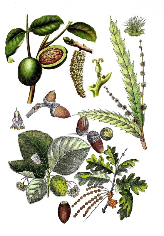 Walnut