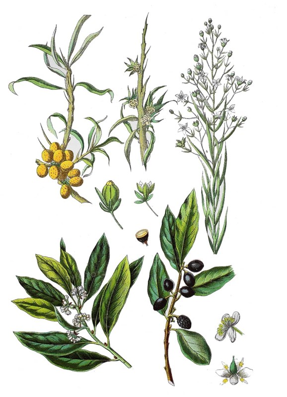 Sea buckthorn