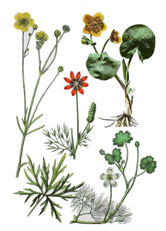 Ranunculus acris