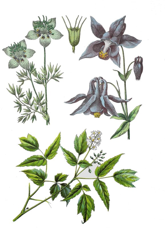 Black cumin