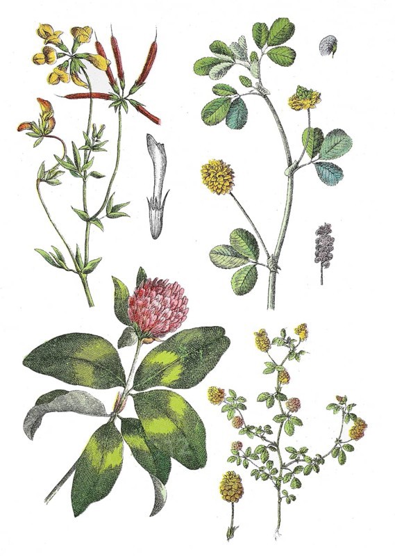 Common horn clover