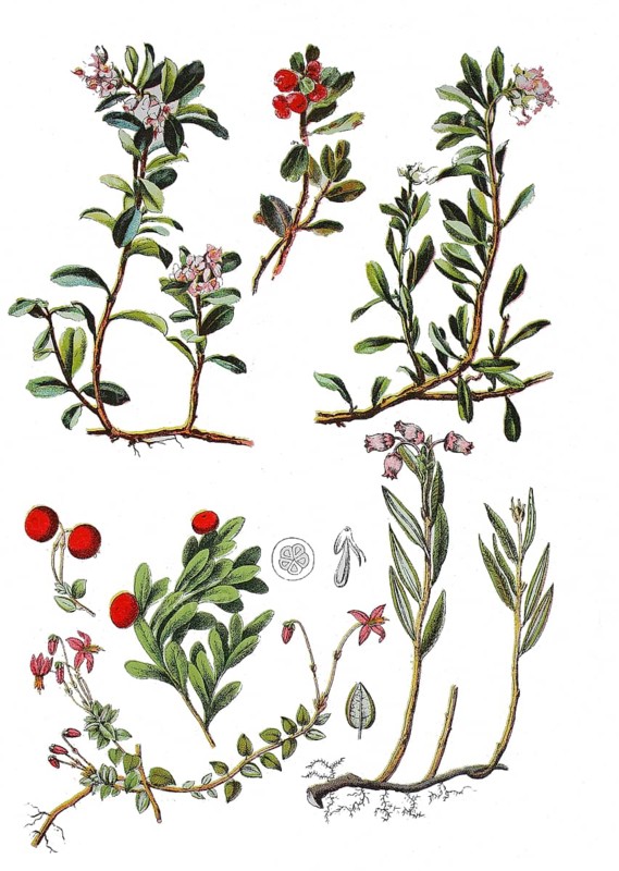 Cranberry
