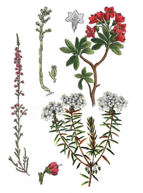 Broom heather also heather