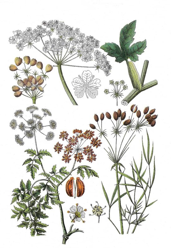 Meadow hogweed also common hogweed