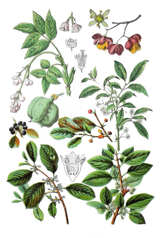 Pinnate pimpernut
