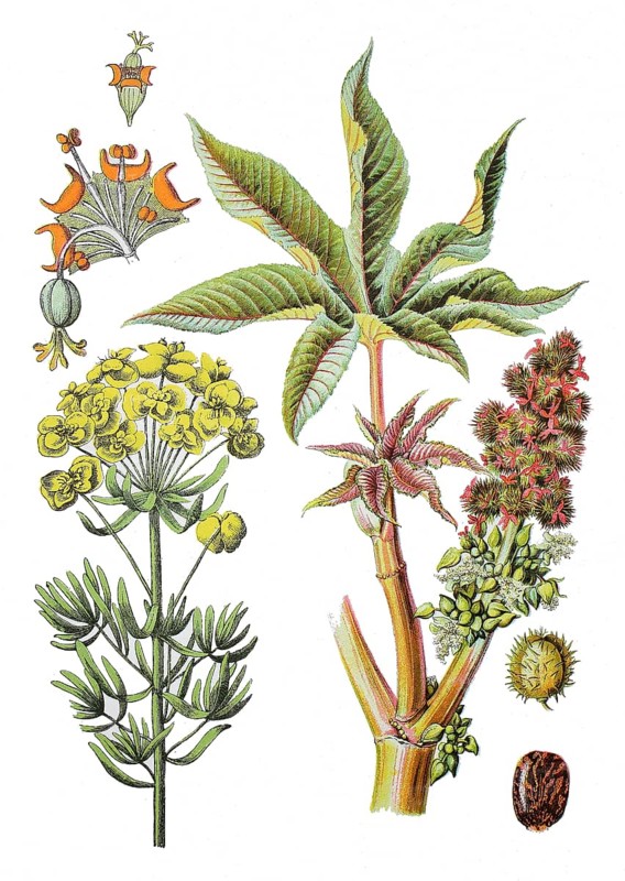Cypress spurge