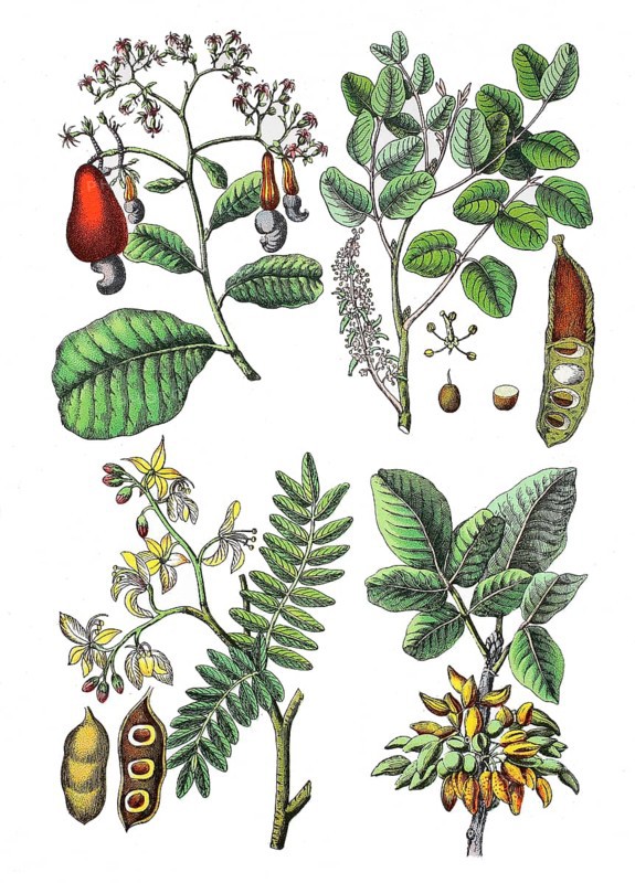 Cashew tree