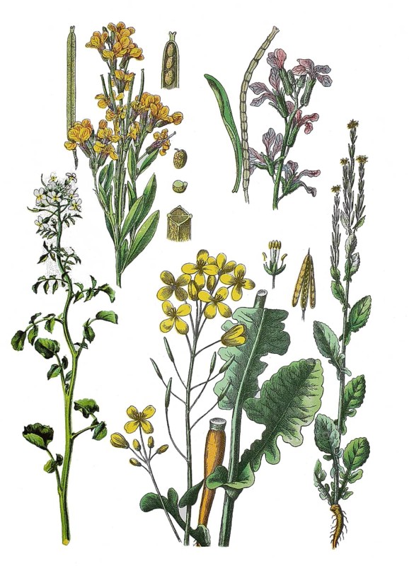 Golden violet