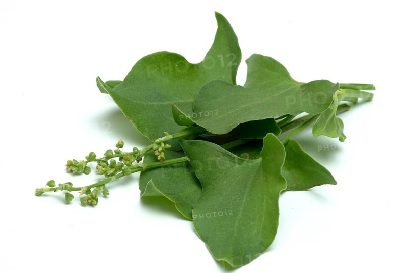 Baikal hellebore