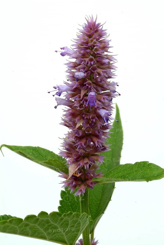 East Asian Giant Hyssop