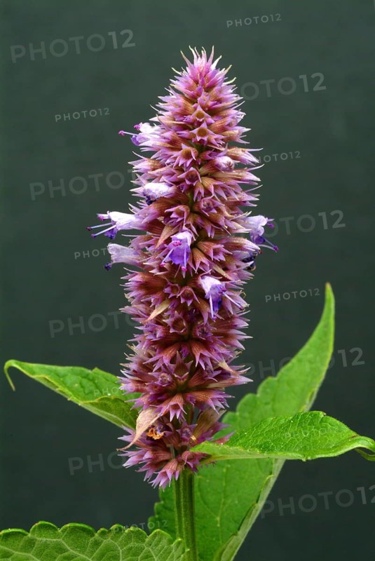 East Asian Giant Hyssop