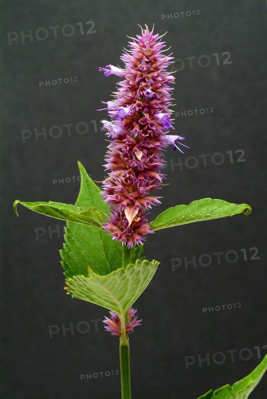 East Asian Giant Hyssop