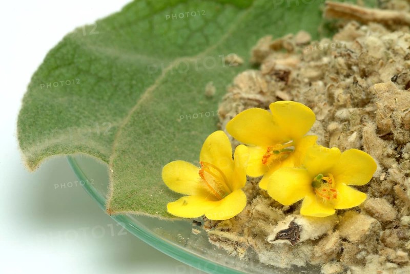 Dense-flowered mullein