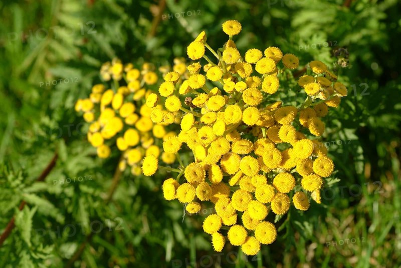 Tansy