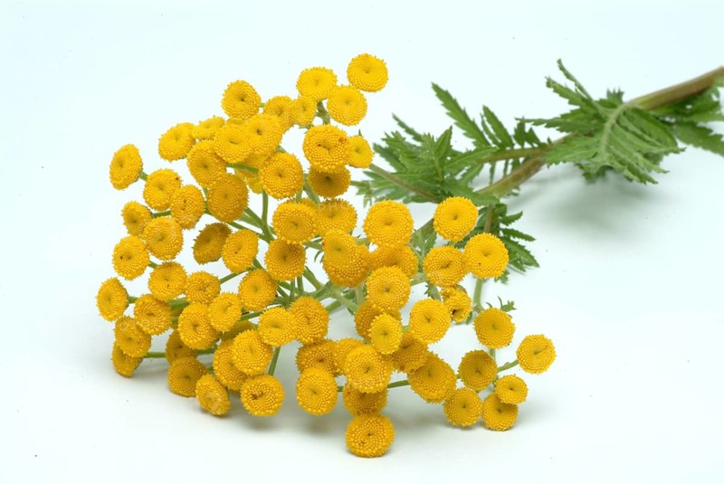 Tansy