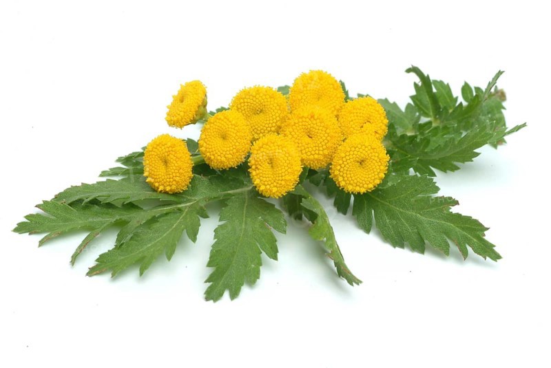 Tansy