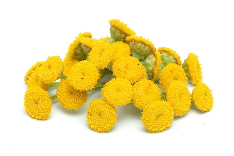 Tansy