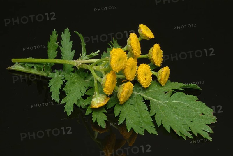 Tansy