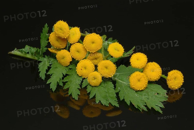 Tansy