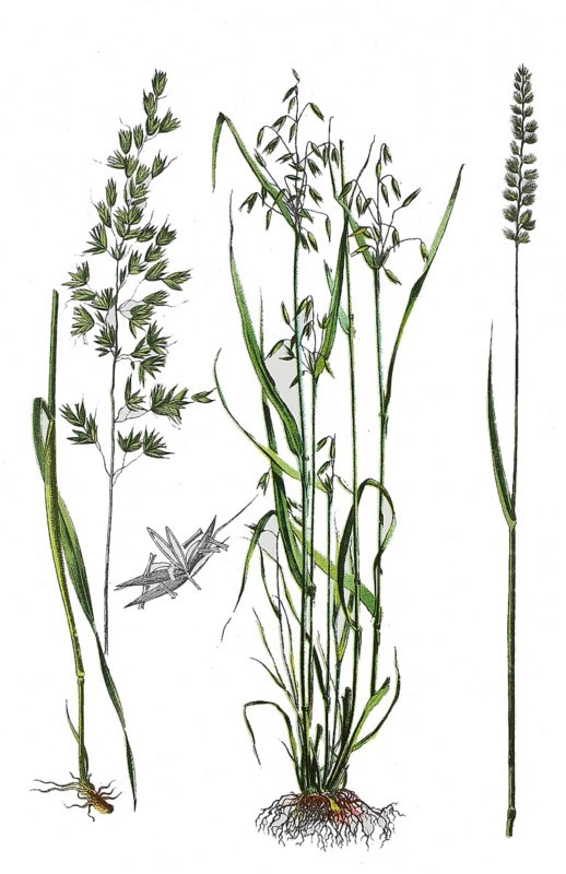 Common smooth oat or French ryegrass