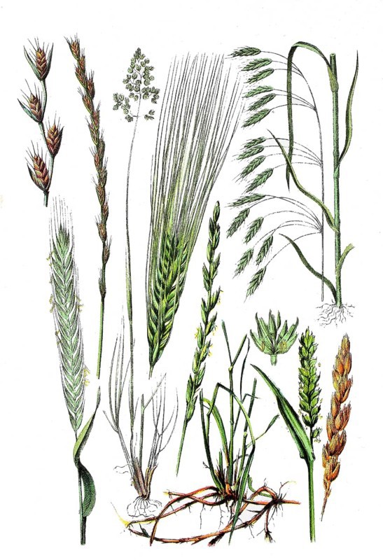 Tumble-leaved lucerne