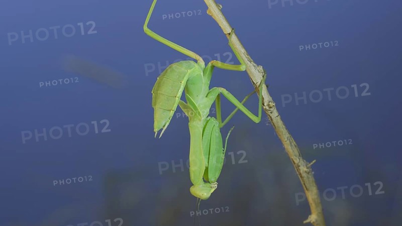 Close-up of green praying mantis sitting on bush branchon and washing his face blue sky background. Odessa