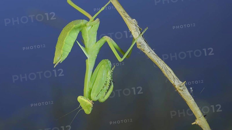 Close-up of green praying mantis sitting on bush branch and looks at on camera on blue sky background. Odessa
