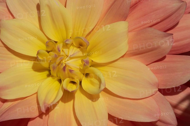 Garden dahlia