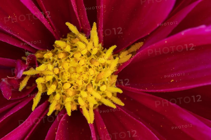 Garden dahlia