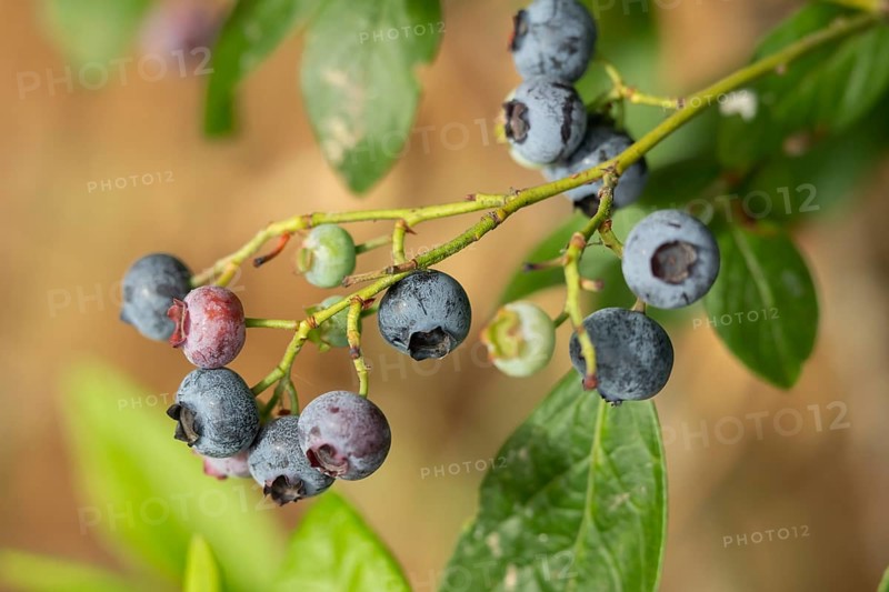 Blueberry