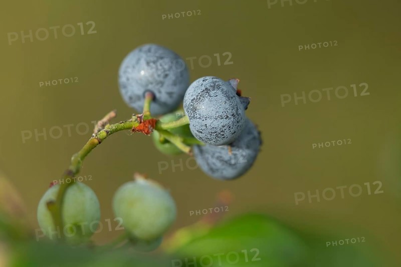 Blueberry