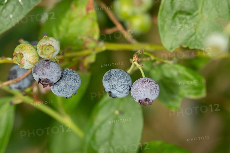 Blueberry