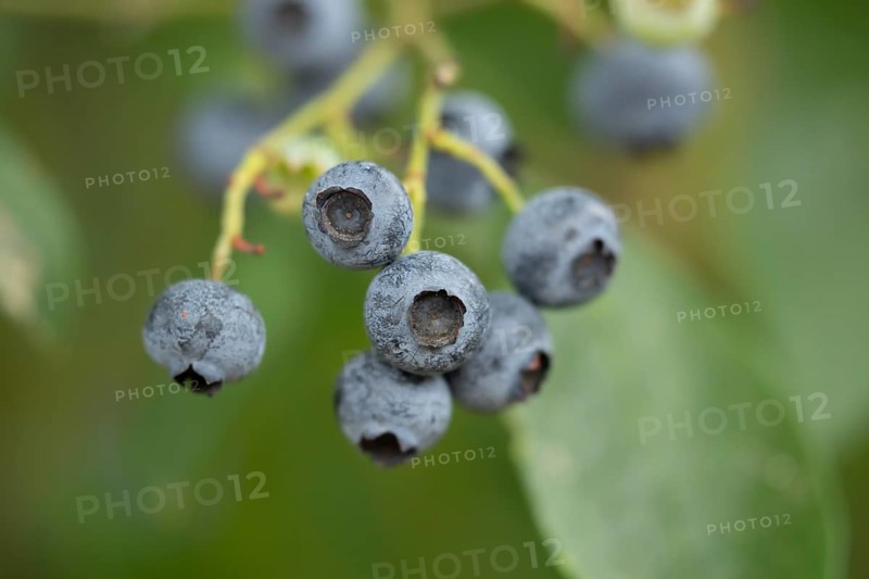 Blueberry