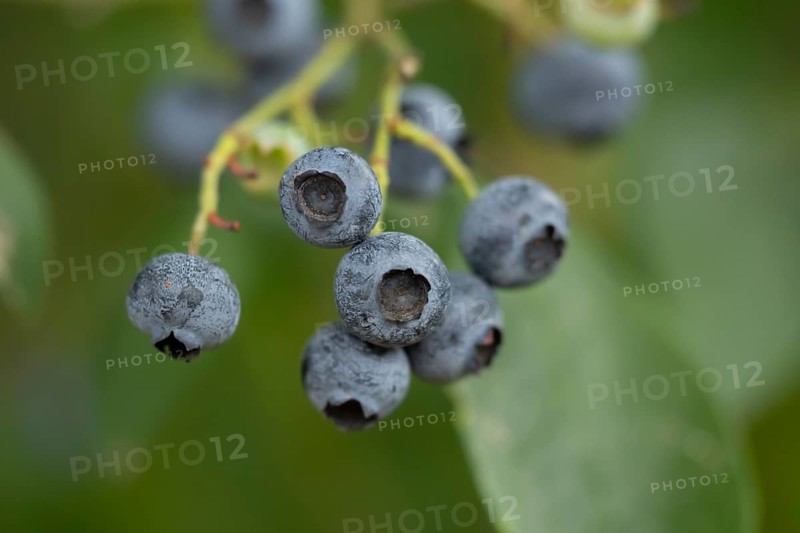 Blueberry