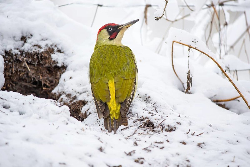 European green woodpecker