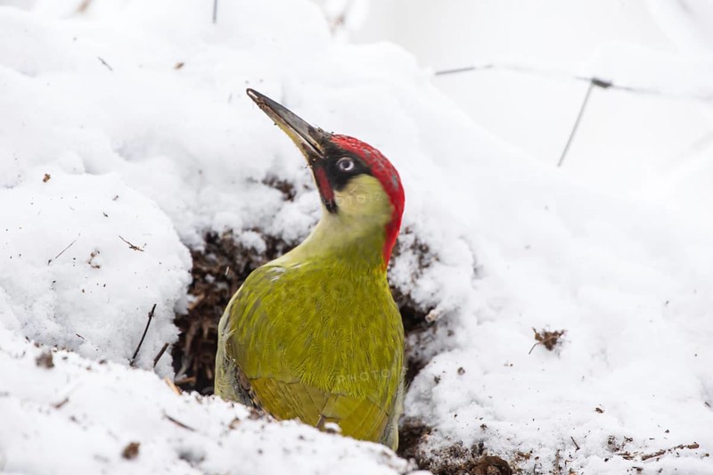 European green woodpecker