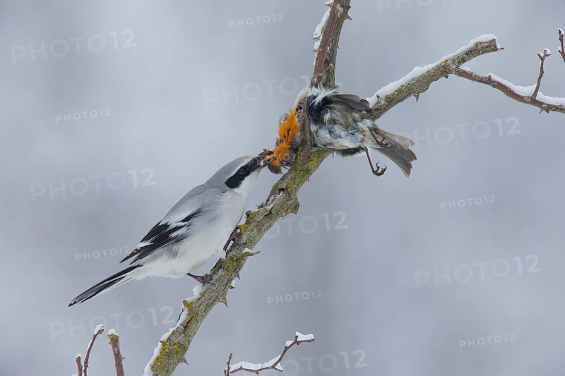 Great Grey Shrike