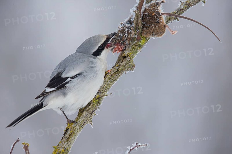 Great Grey Shrike