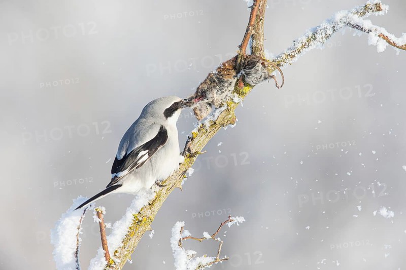 Great Grey Shrike