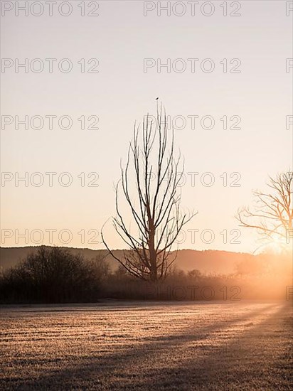 Bird sitting on a tree in the morning light at sunrise behind a meadow