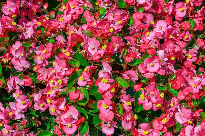 Flowering with busy lily