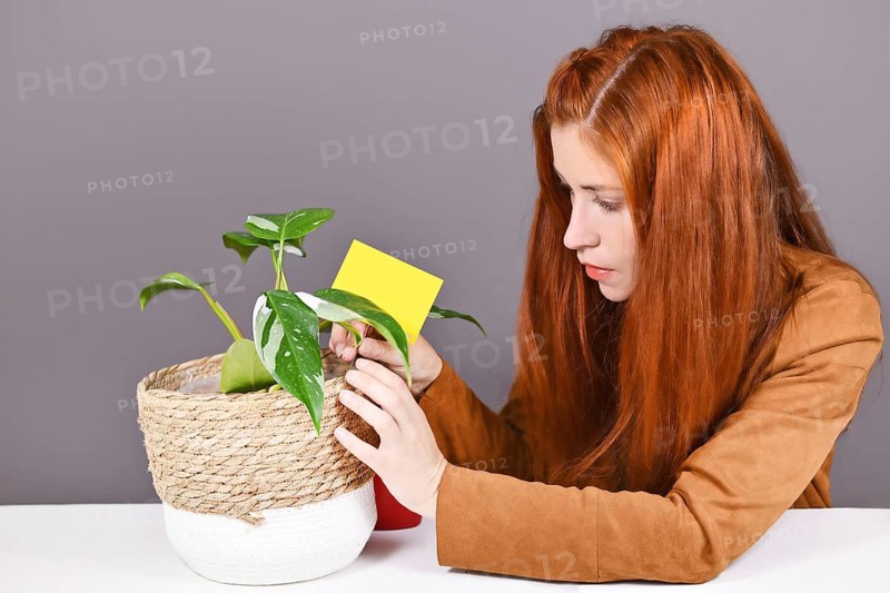 Woman putting yellow sticky card into houseplant pot to fight fungus gnats pests