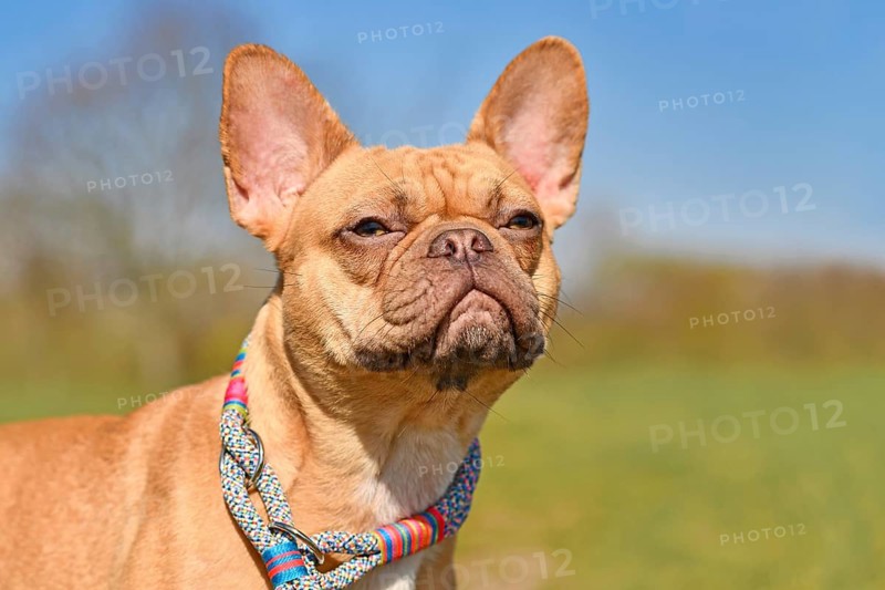 Portrait of red French Bulldog dog wearing rope collar