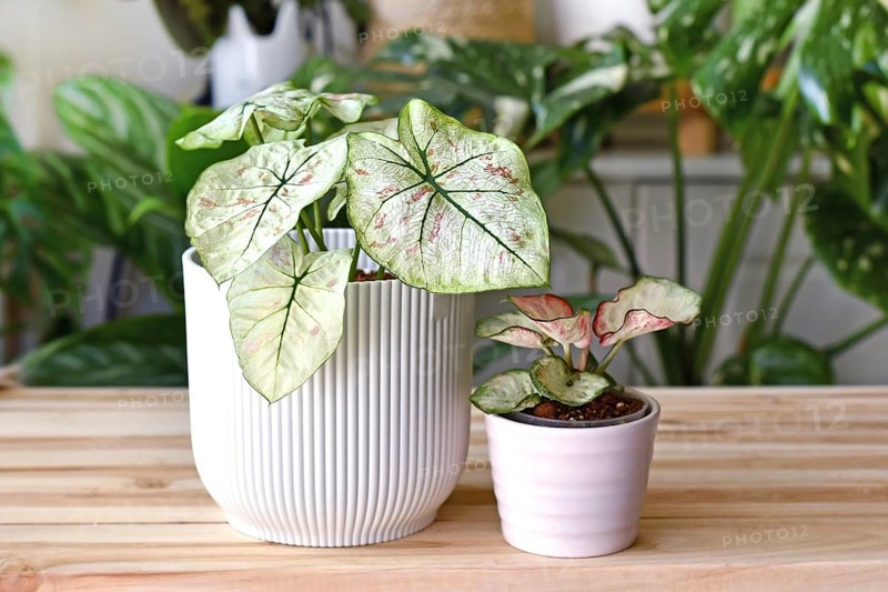 Exotic 'Caladium Bicolor Strawberry Star' and 'Caladium Peppermint' houseplants in flower pots on wooden table