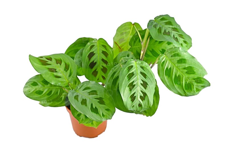 Lush exotic 'Maranta Leuconeura Kerchoveana' houseplant in flower pot isolated on white background