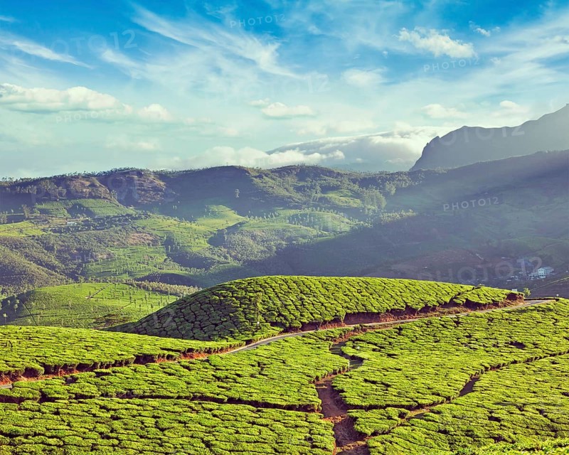 Vintage retro effect filtered hipster style image of green tea plantations. Munnar