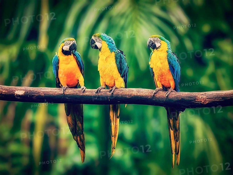 Vintage retro effect filtered hipster style image of Blue-and-Yellow Macaw